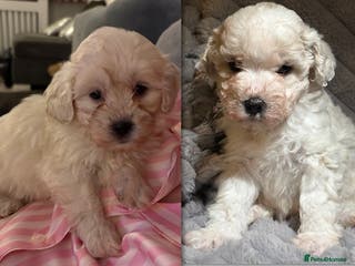 Shihpoo dogs Shihpoos for sale - Advert 1
