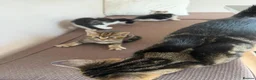 Mixed Breed cats for sale: Kittens for sale in Stevenage - Advert 9
