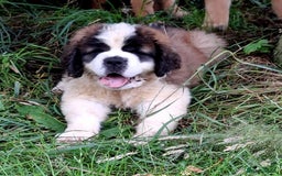 Saint Bernard dogs for sale: KC reg Saint Bernard puppies READY NOW - Image 29