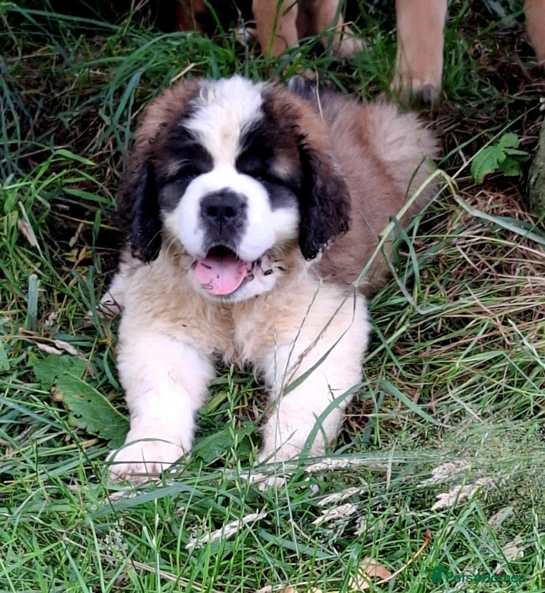 Saint Bernard dogs for sale: KC reg Saint Bernard puppies READY NOW - Image 29