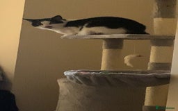Mixed Breed cats for sale: Grandma Sierra  - Image 7