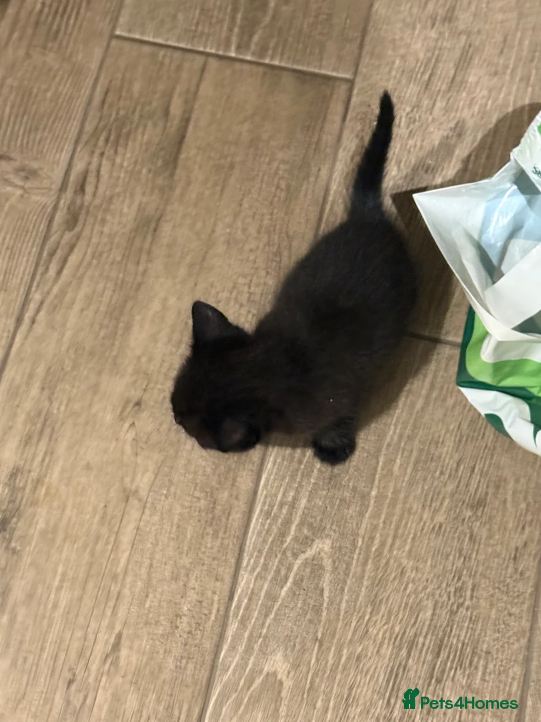 Domestic Shorthair cats for sale: Oliver H  - Advert 8