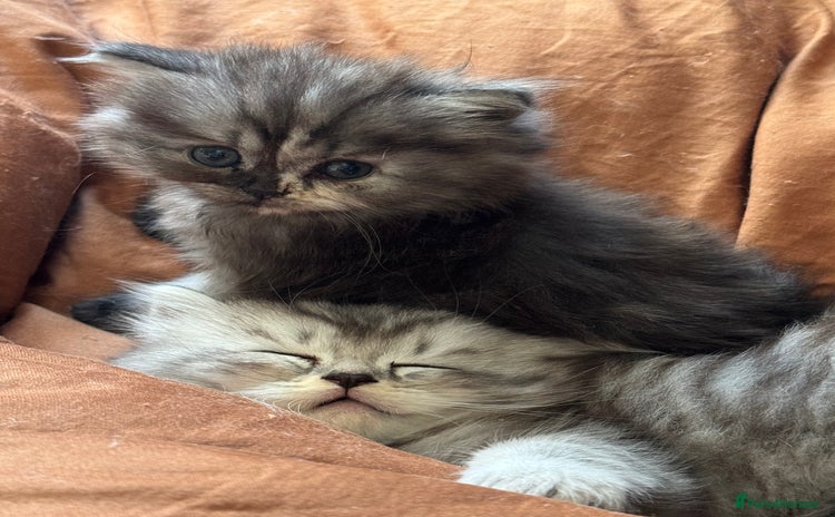 Persian cats - Advert 1