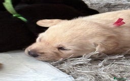 Labrador Retriever dogs for sale: Labrador pups - Image 13