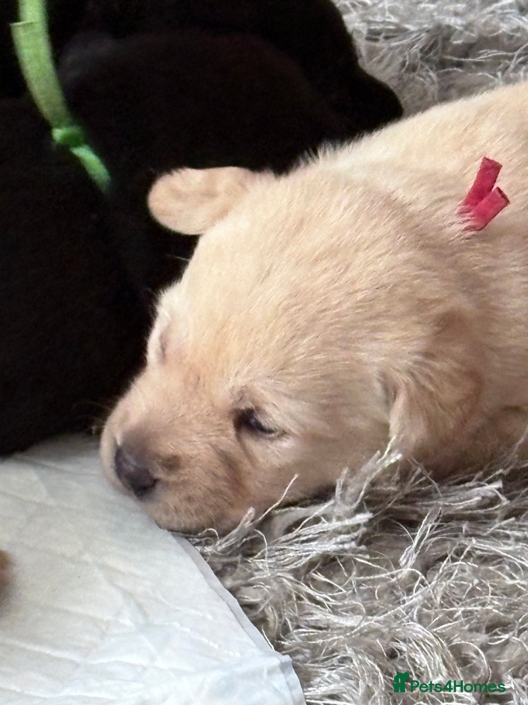 Labrador Retriever dogs for sale: Labrador pups - Image 13