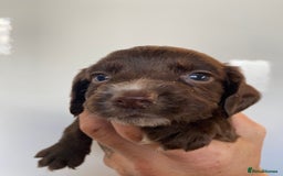 Sprocker dogs for sale: Gorgeous sprocker pups - Image 5