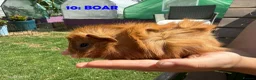 Guinea Pig rodents for sale: Guinea Pigs - Ready Now - Advert 19