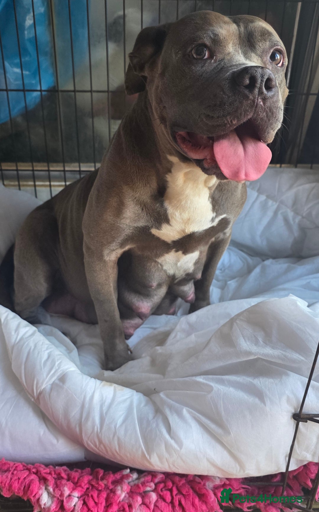 Mixed Breed dogs for sale: Dogue de bordeaux x staff puppies  - Image 23