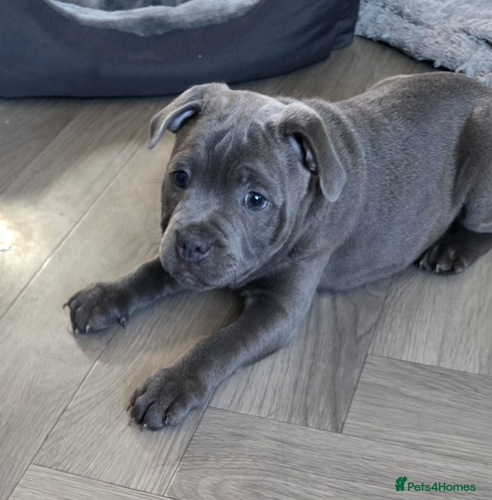 Staffordshire Bull Terrier dogs 💙 1 Stunning Blue boy Staffordshire Bull terrier  - Advert 8