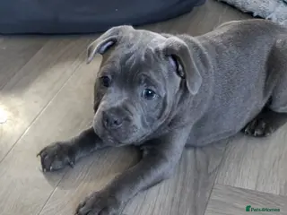 Staffordshire Bull Terrier dogs 💙 1 Stunning Blue boy Staffordshire Bull terrier - Advert 8
