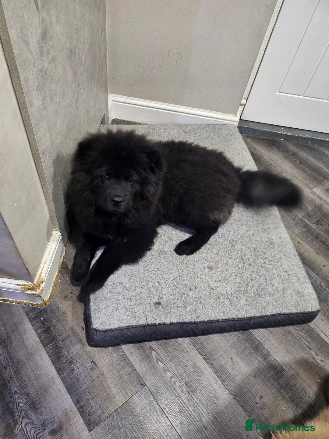 Chow Chow dogs for sale: Beautiful chow chow black girl - Image 2