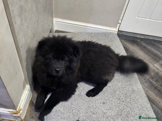 Chow Chow dogs Beautiful chow chow black girl - Advert 5