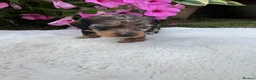 Dachshund dogs for sale: Standard wire haired dapple dachshund  in Worcester - Advert 15