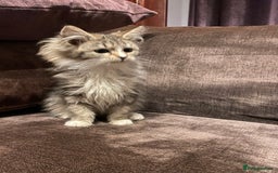 Maine Coon cats for sale: Maine coon kittens - Image 16