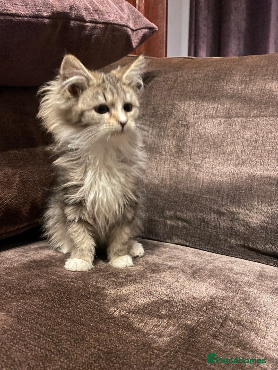 Maine Coon cats for sale: Maine coon kittens - Image 16