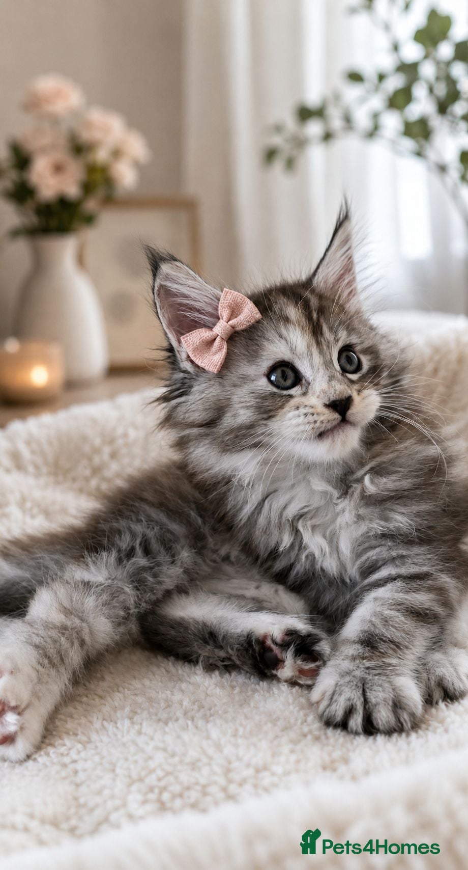 Maine Coon cats Mainecoon kitten's. Available for Reservation - Advert 2