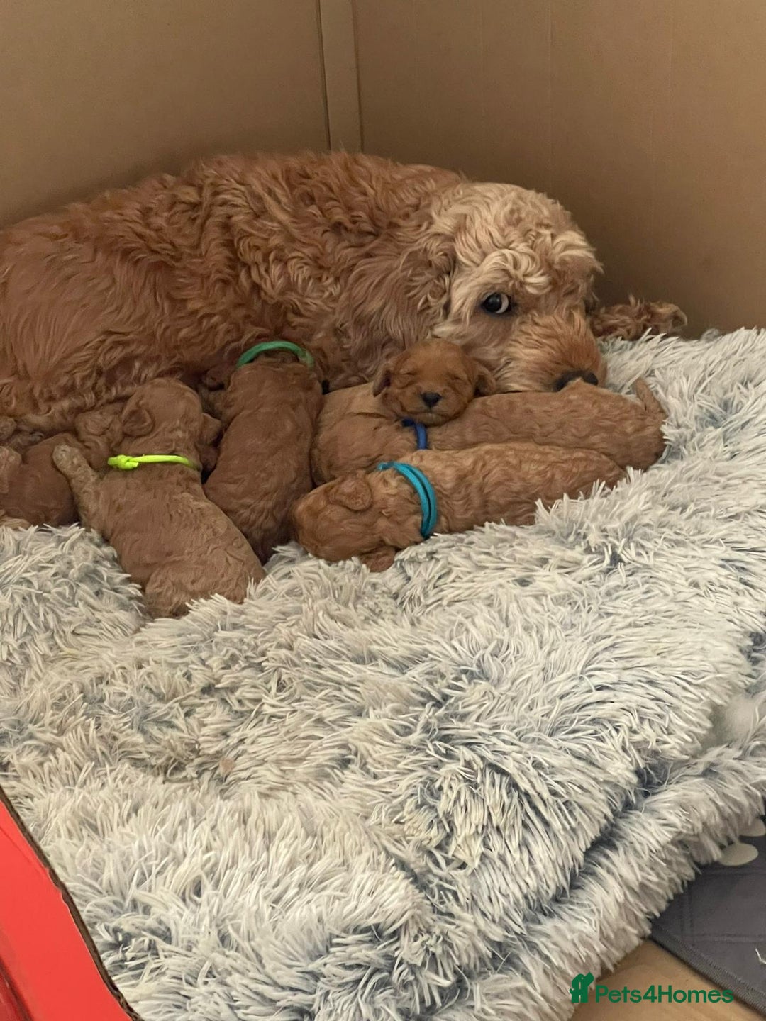 Cavapoo dogs for sale: Beautiful Cavapoo Puppies – 7 Girls & 4 Boys  - Image 14