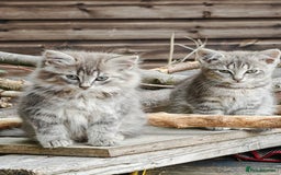 British Shorthair cats for sale: British Shorthair x - Image 4