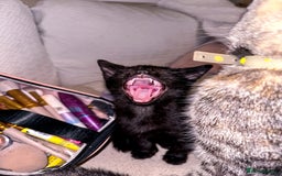 Mixed Breed cats for sale: Pretty little girls  - Image 17