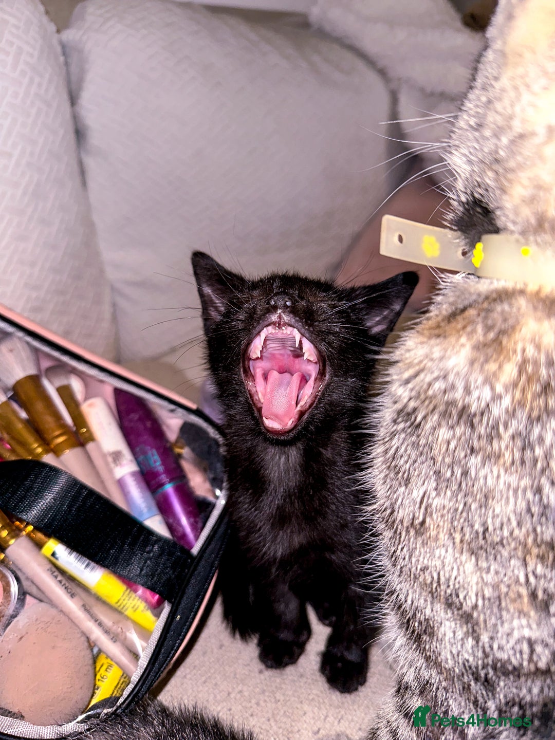 Mixed Breed cats for sale: Pretty little girls  - Image 17