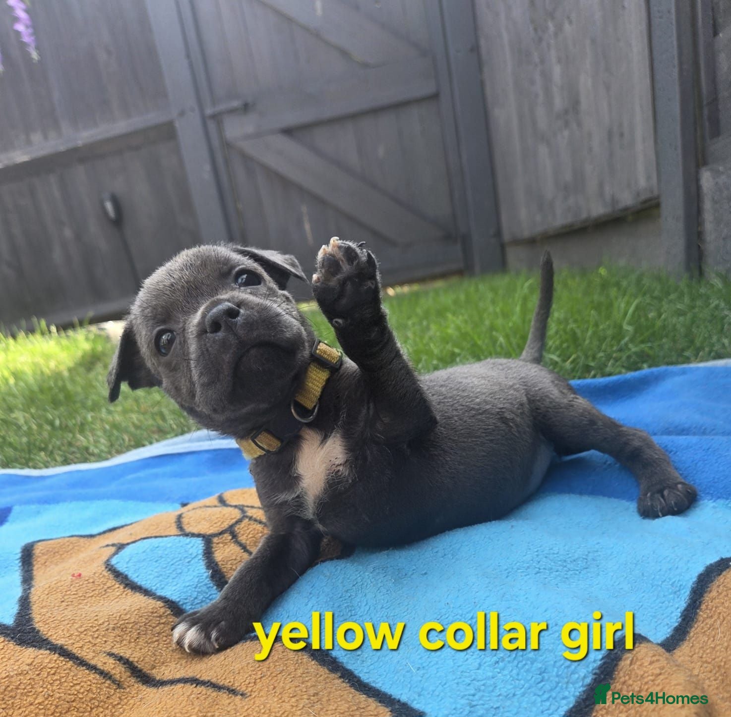 Staffordshire Bull Terrier dogs Beautiful Blue Staffies ❤️🙌 - Advert 2