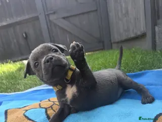 Staffordshire Bull Terrier dogs Beautiful Blue Staffies ❤️🙌 - Advert 2
