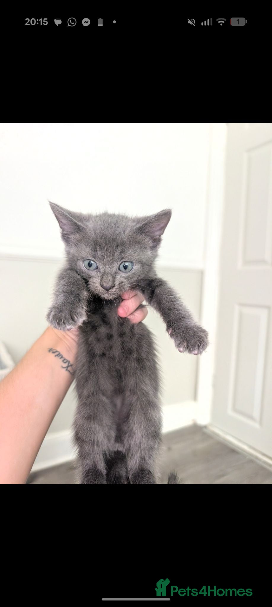 Mixed Breed cats Mixed Breed Bengal Kittens - Advert 3