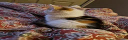 Mixed Breed cats for sale: 6 beautiful kittens ready for new homes - Advert 17