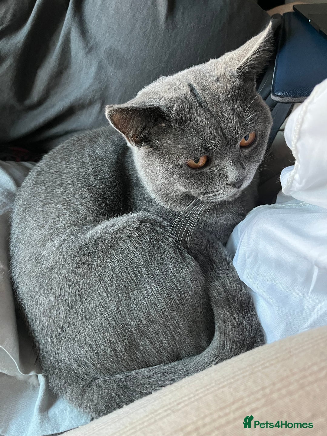 British Shorthair cats for sale: Grey British Shorthair for sale - Advert 2