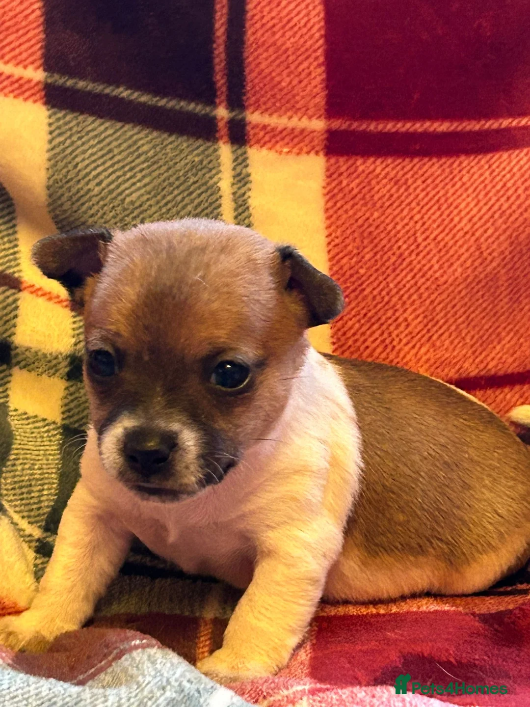 Jack Russell dogs for sale: Stunning Miniature Jack Russell Puppies  - Advert 4