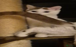 British Shorthair cats for sale: 1 boy left!! Full vaccinated BSH kittens  - Image 26