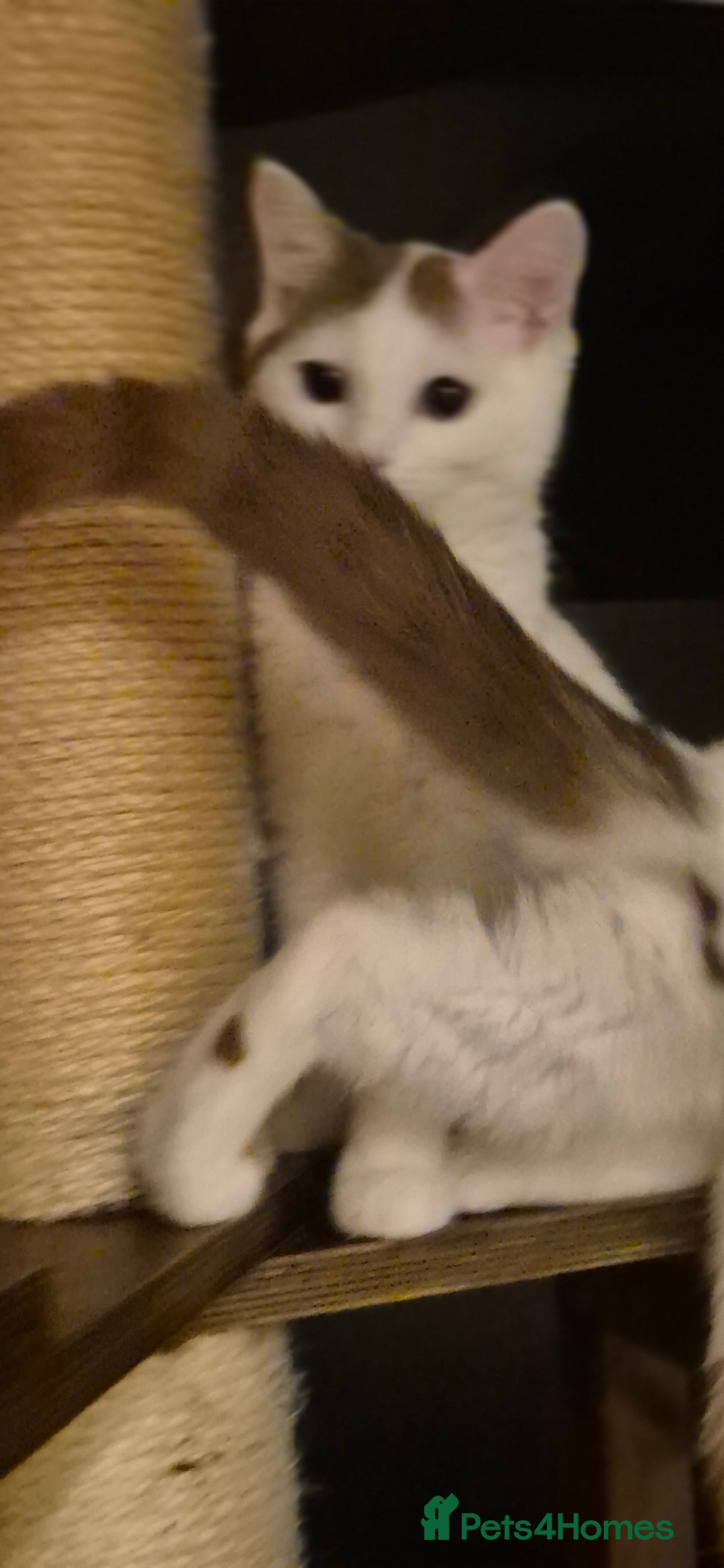 British Shorthair cats for sale: 1 boy left!! Full vaccinated BSH kittens  - Image 26