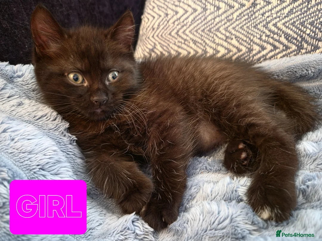 Mixed Breed cats for sale: 2 KITTENS AVALIABLE 23.06.2026 in Broxburn - Advert 1