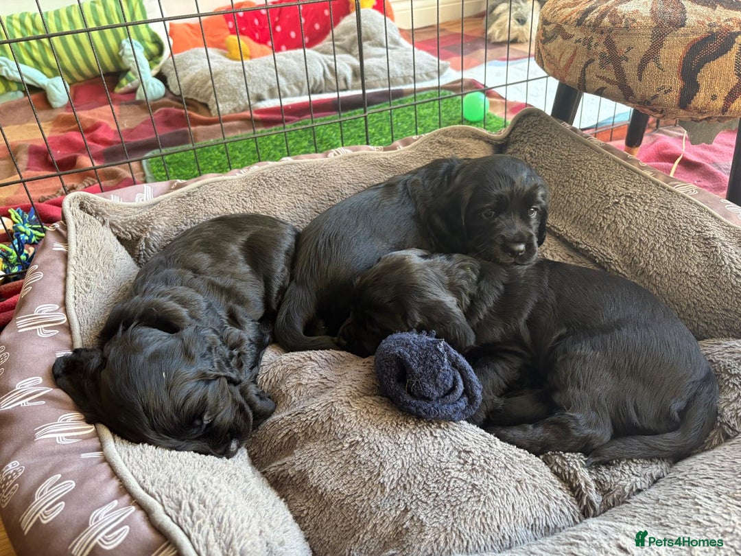 Cocker Spaniel dogs for sale: Black working cocker spaniel puppies   - Advert 7