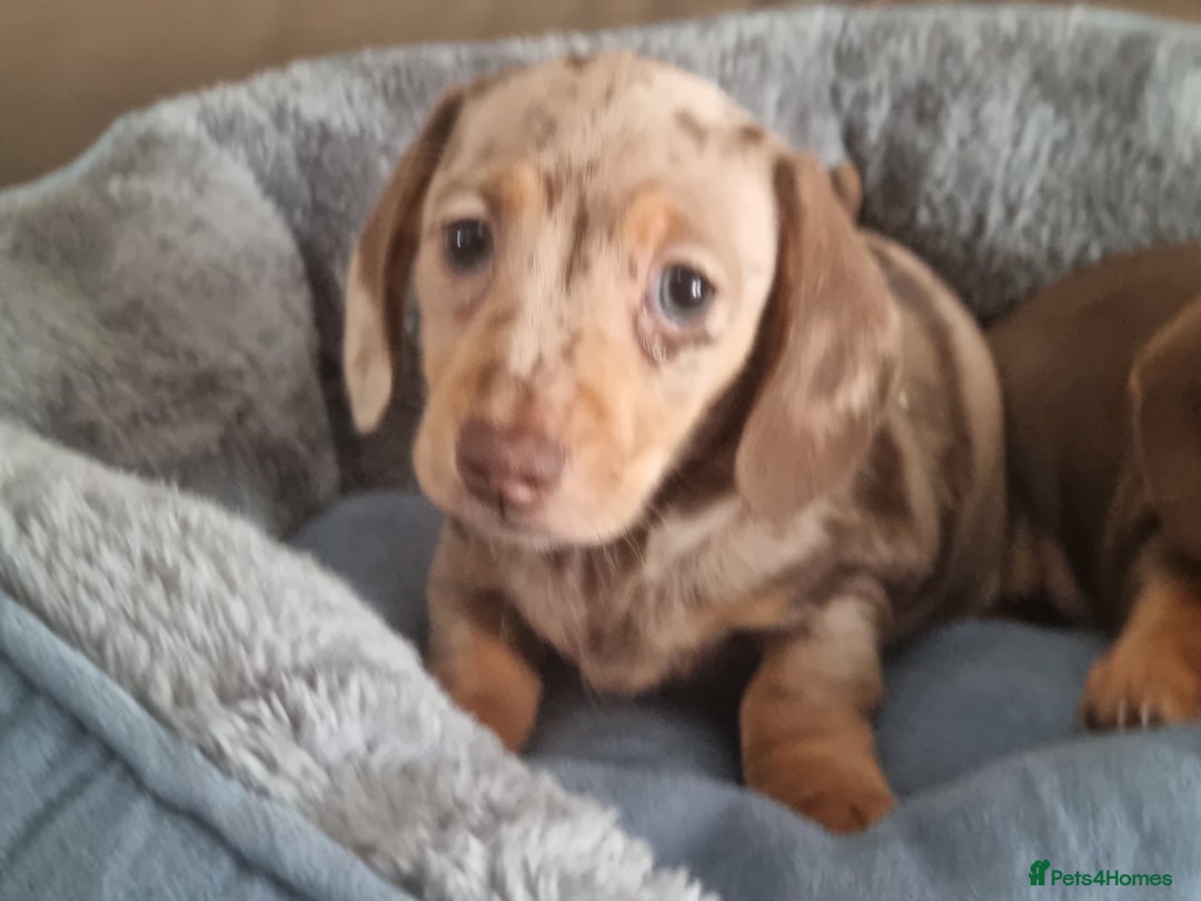 Miniature Dachshund dogs for sale: Kc registered  super mini  dachshunds  - Image 7