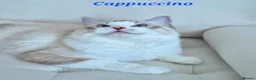 Ragdoll cats for sale: Tica registered exceptional  Ragdolls  - Advert 22