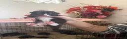 Mixed Breed cats for sale: 3 boys 3 girl kittens  in Scunthorpe - Advert 9
