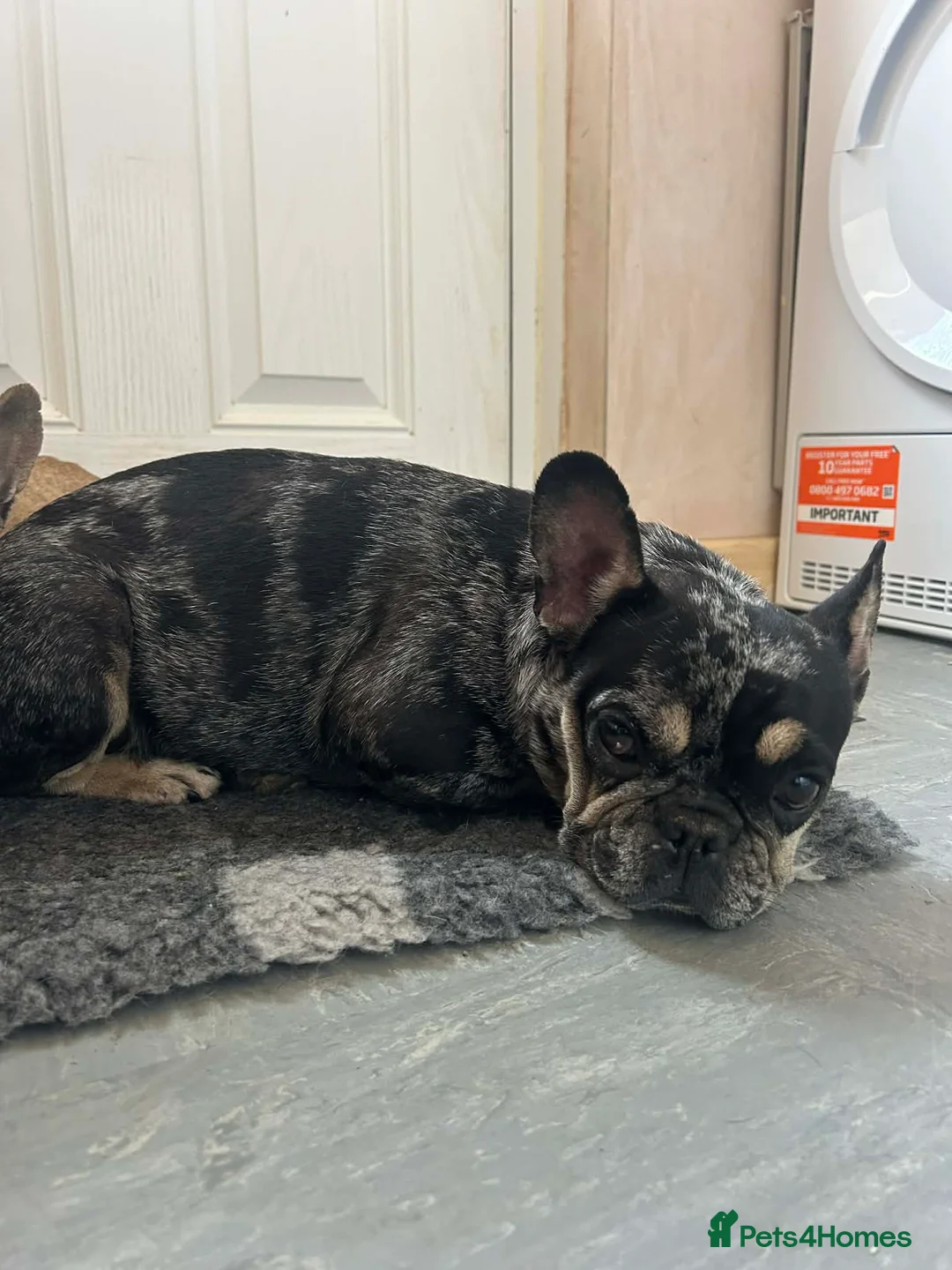 French Bulldog dogs for sale: French bulldog puppies  - Advert 16