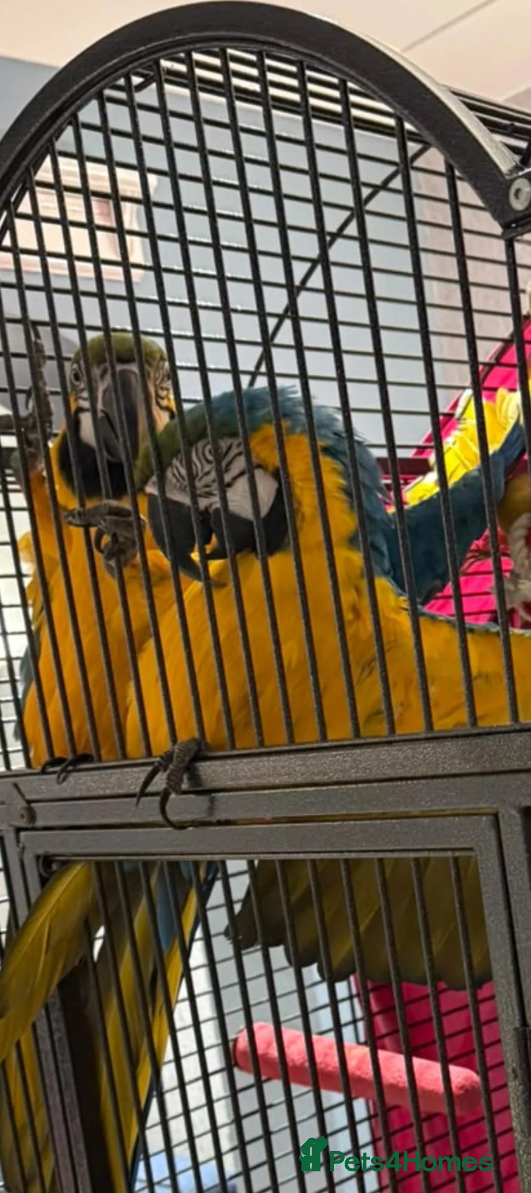Macaws birds for sale: Pair of breeding macaws blue and gold - Advert 2