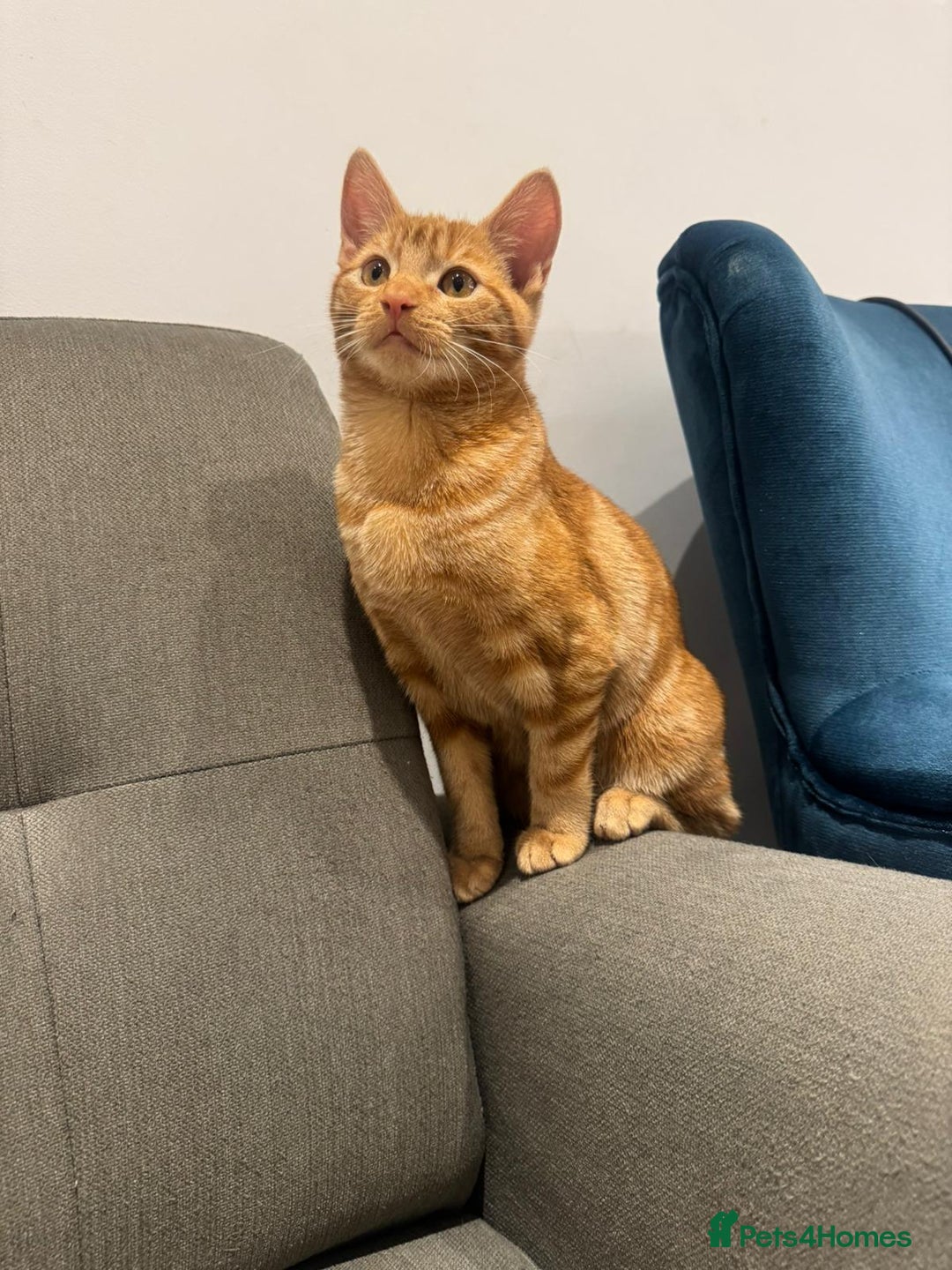 American Shorthair cats for sale: Ginger female - American shorthair - Advert 2