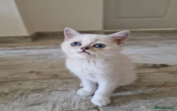 Scottish Fold cats for sale: Ready To Go Now🐈Scottish straight and fold 💕  - Image 13