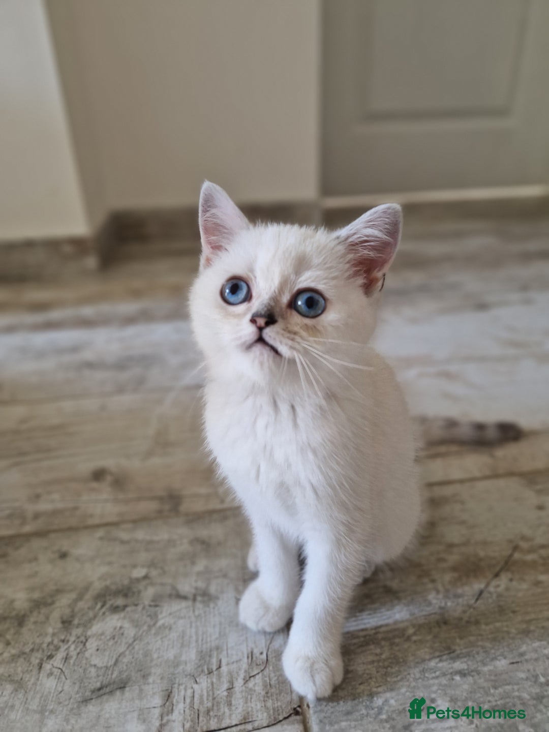 Scottish Fold cats for sale: Ready To Go Now🐈Scottish straight and fold 💕  - Image 13