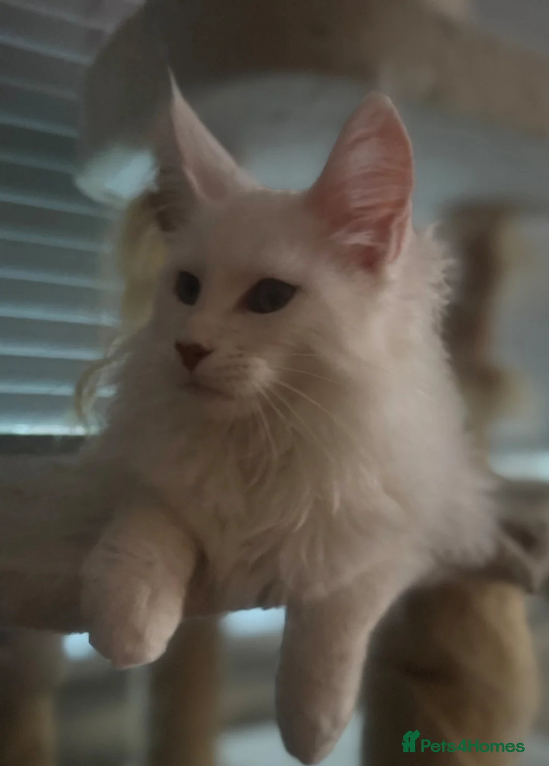 Maine Coon cats for sale: Full pedigree, Shaded Maine Coon boys - Advert 2