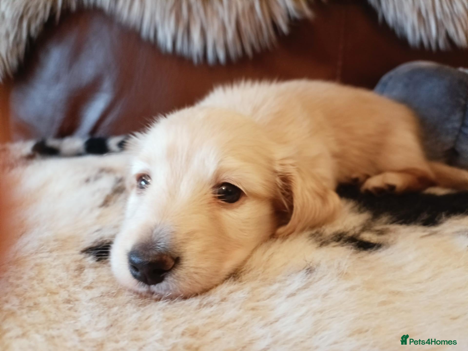 Miniature Dachshund dogs for sale: Quality home reared to make perfect pets - Advert 1