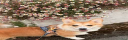 Welsh Corgi Pembroke dogs for stud: KC Registered Pembroke Welsh Corgi Stud Available in London - Advert 4