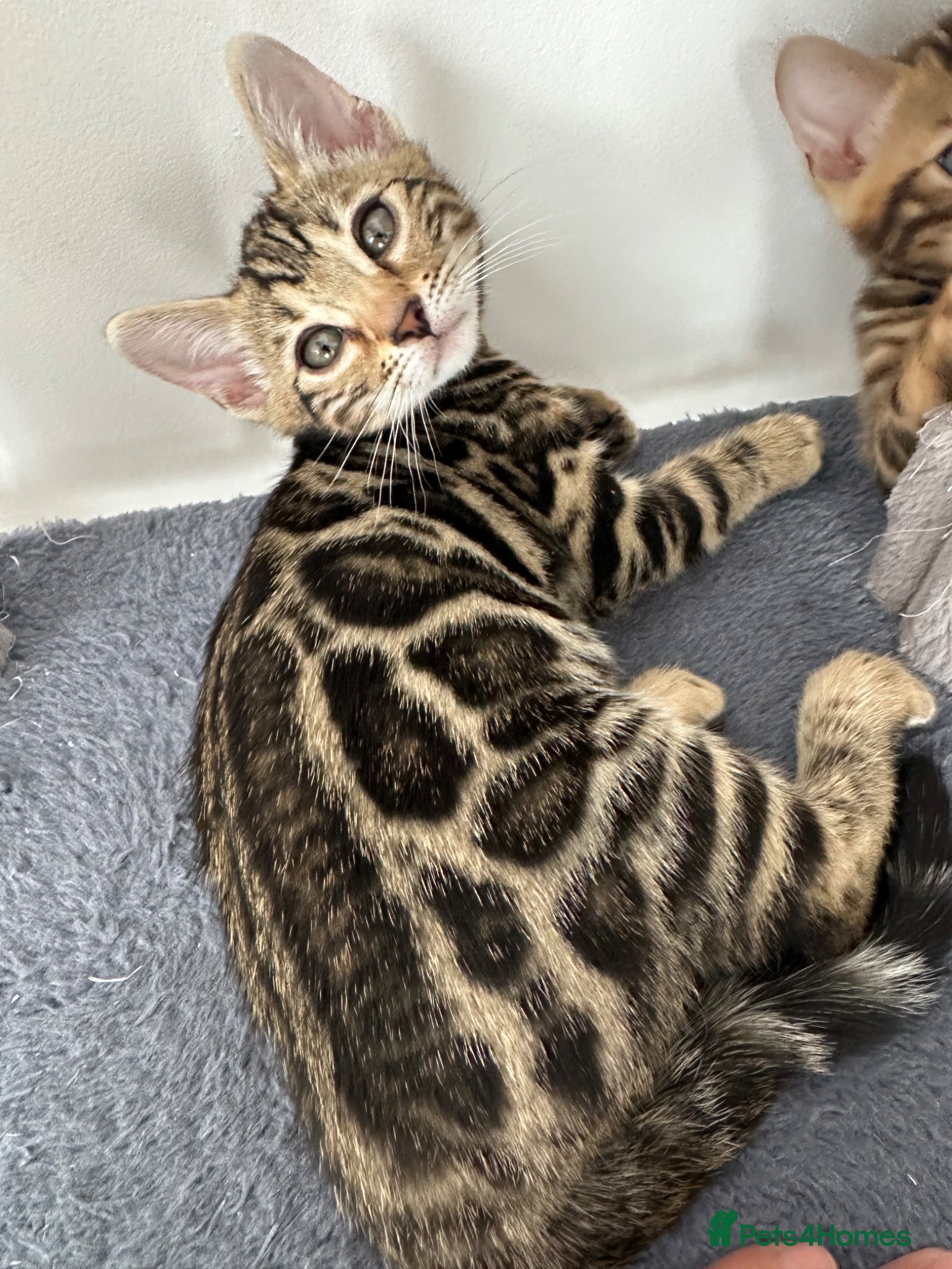 Bengal cats for sale: Bengal kittens for sale in Saffron Walden - Advert 23