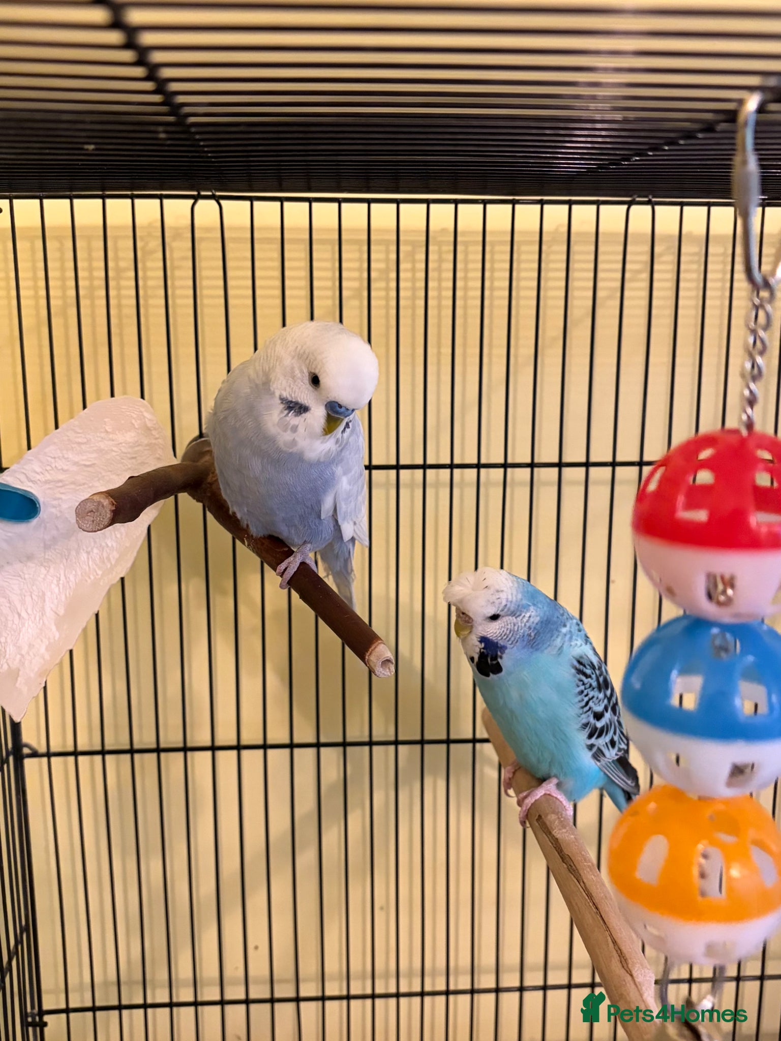 Budgerigars birds Budgies and double cage for sale - Advert 3