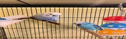 Budgerigars birds for sale: Budgies and double cage for sale in Southampton - Advert 1