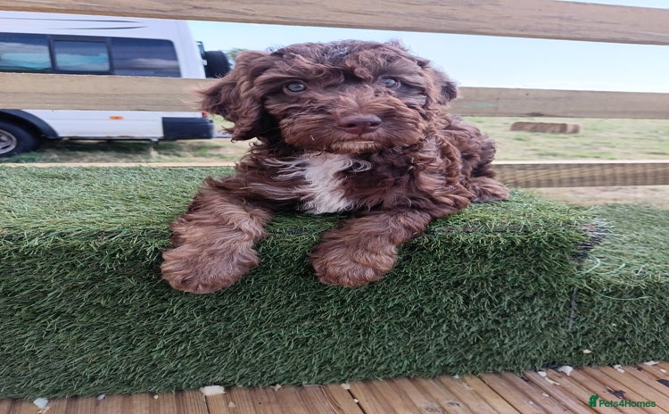Australian Labradoodle dogs - Advert 1
