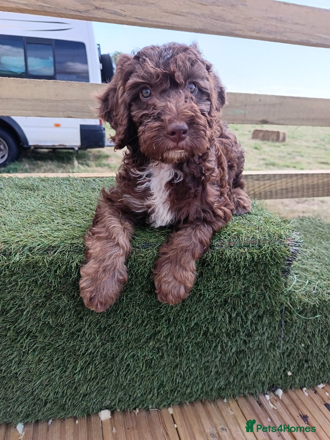 Australian Labradoodle dogs for sale: 🧡💚💙Last girl available, fully health test💙💚🧡 - Image 20